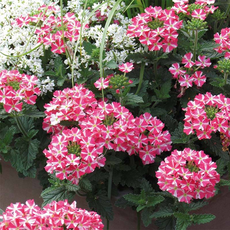 Verveine Superbena Coral Star Mini-motte Ø 1,5/2,5 cm, Livré en plant vert de 5 à 10 cm de hauteur (par 5)
