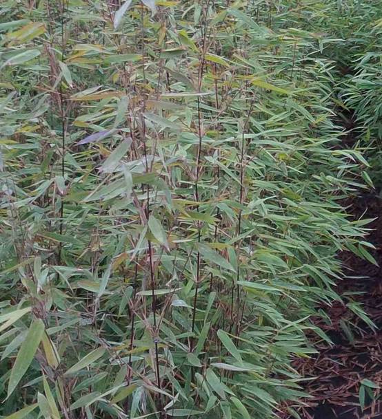 Sans Marque - Fargesia "Jiuzhaigou 8" (Bambou non traçant) Taille:Pot 5 Litres - 50/80cm - 5/7 cannes