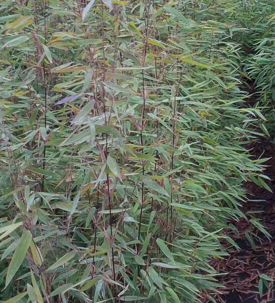 Sans Marque - Fargesia "Jiuzhaigou 8" (Bambou non traçant) Taille:Pot 5 Litres - 50/80cm - 5/7 cannes