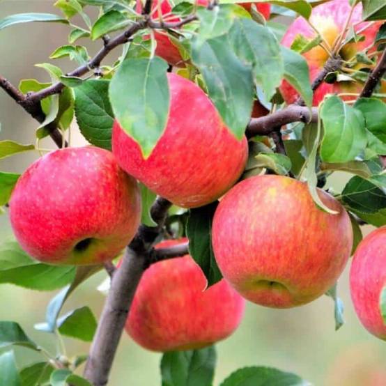 Pommier 'Rubinette' (Malus domestica 'Rubinette') - Scion de 80 à 100cm - Pépinières Naudet - Image 1