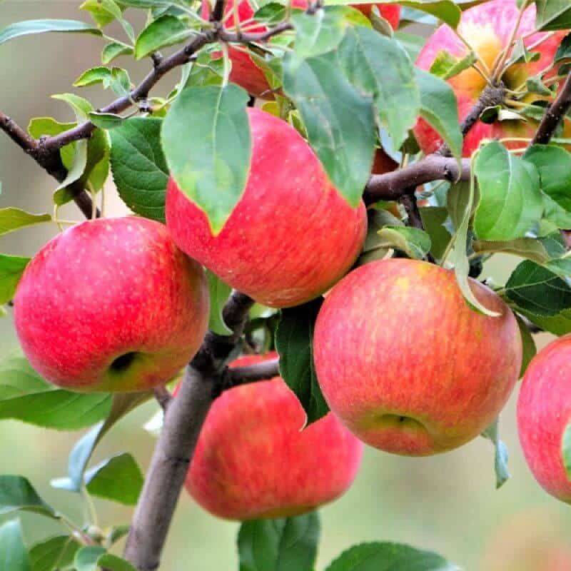 Pommier 'Rubinette' (Malus domestica 'Rubinette') - Scion de 80 à 100cm - Pépinières Naudet - Image 1