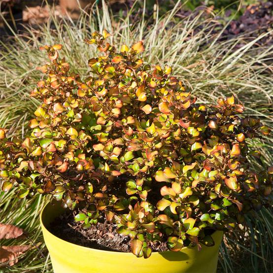 Coprosma Pina colada - Plante miroir Pot de 3L/4L - Image 1
