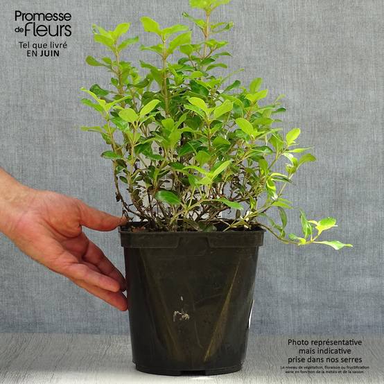 Coprosma Pina colada - Plante miroir Pot de 3L/4L - Image 2