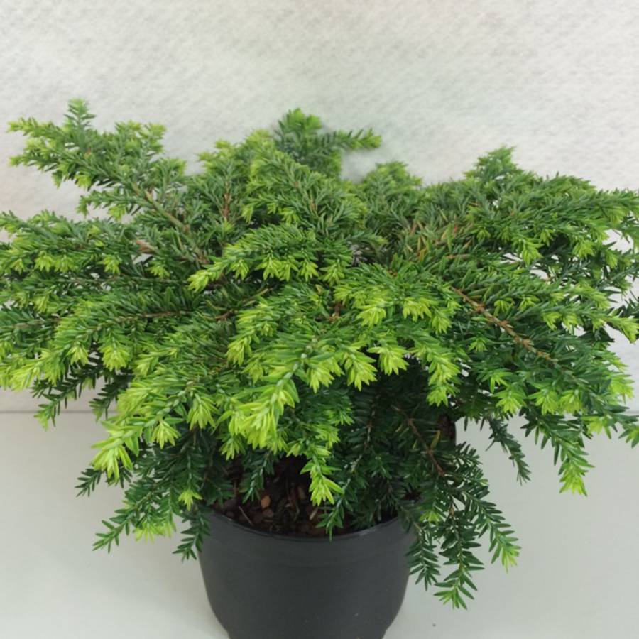 Pruche du Canada - Tsuga canadensis Popeleski                     Pot de 7,5L/10L - Image 1