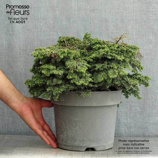 Pruche du Canada - Tsuga canadensis Popeleski Pot de 7,5L/10L - Image 2