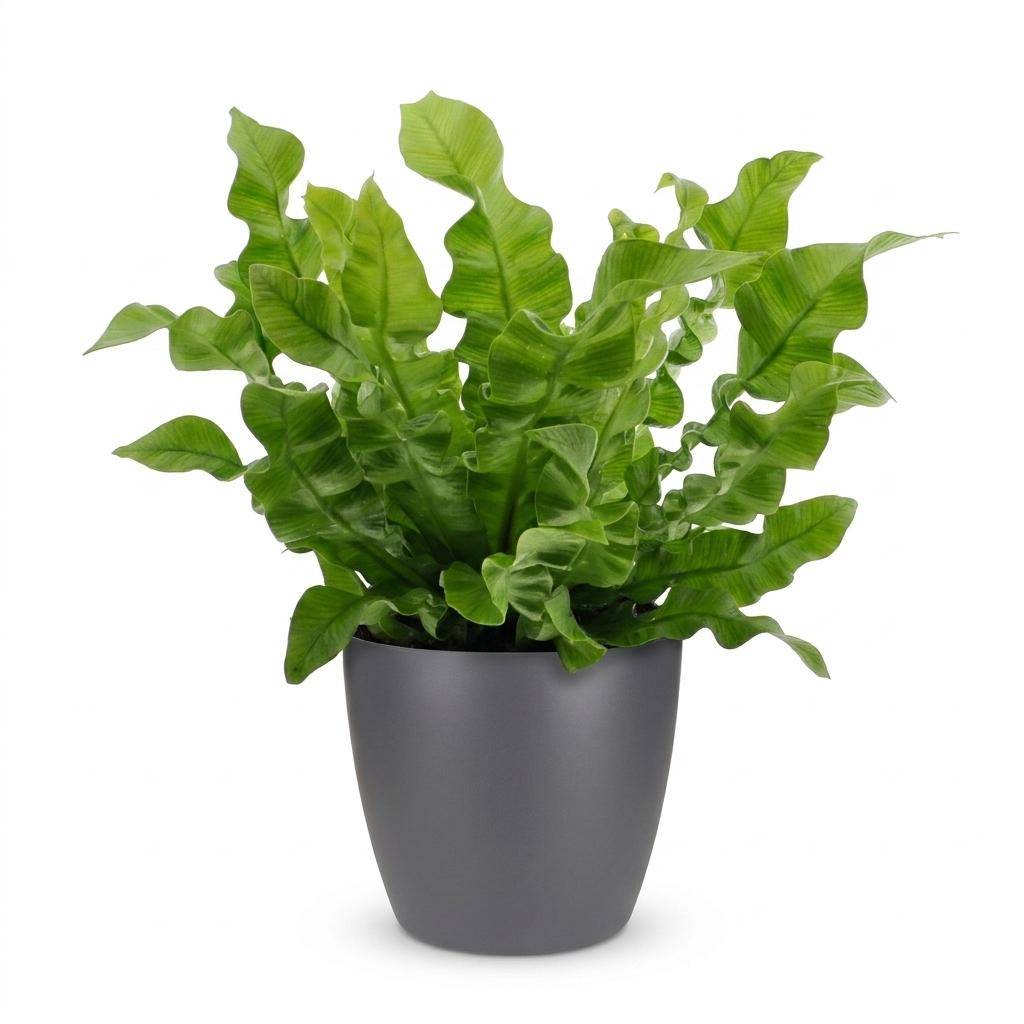 La Green Touch - Asplenium nidus Crispy Wave - Fougère nid d'oiseau - Avec cache-pot gris - Pot Ø12 cm, H 30 cm - Image 2