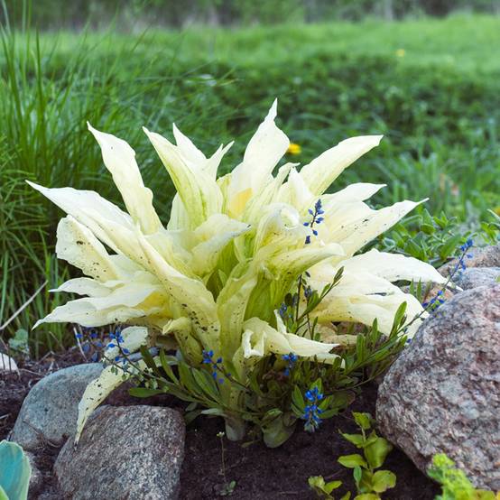 Promesse de Fleurs - Hosta Improved White Feather Pot de 1,5L/2L