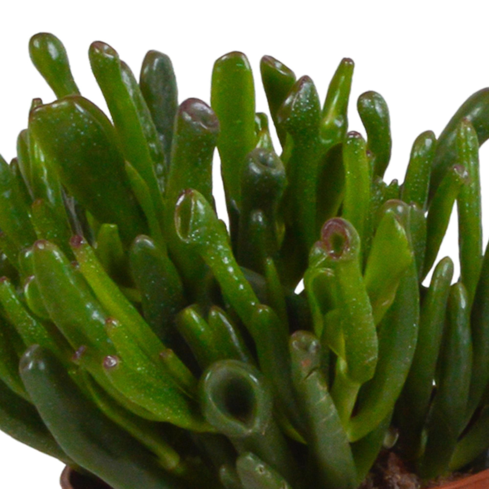 3x Mélange de crassulas - sans pot - Ø10,5cm - ↕21cm - Plantes d’intérieur - Image 4
