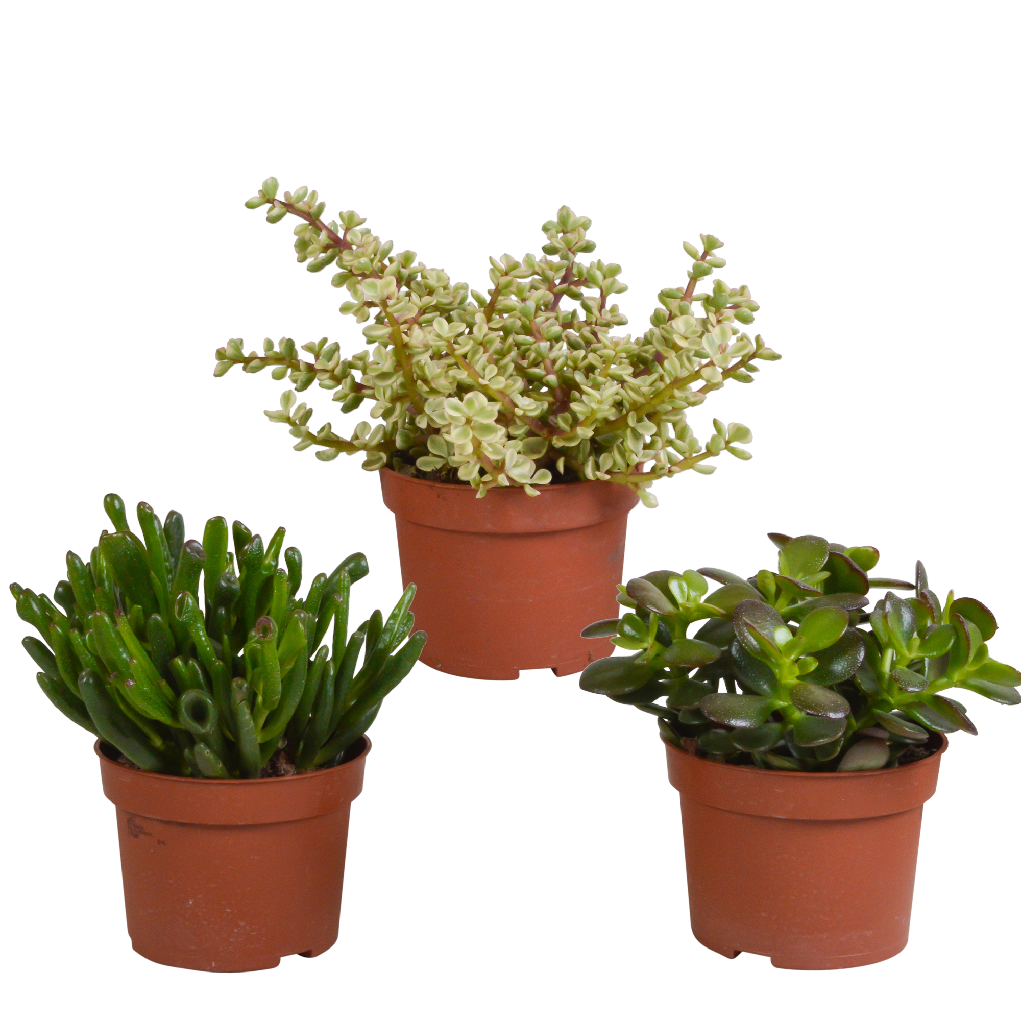 3x Mélange de crassulas - sans pot - Ø10,5cm - ↕21cm - Plantes d’intérieur - Image 1