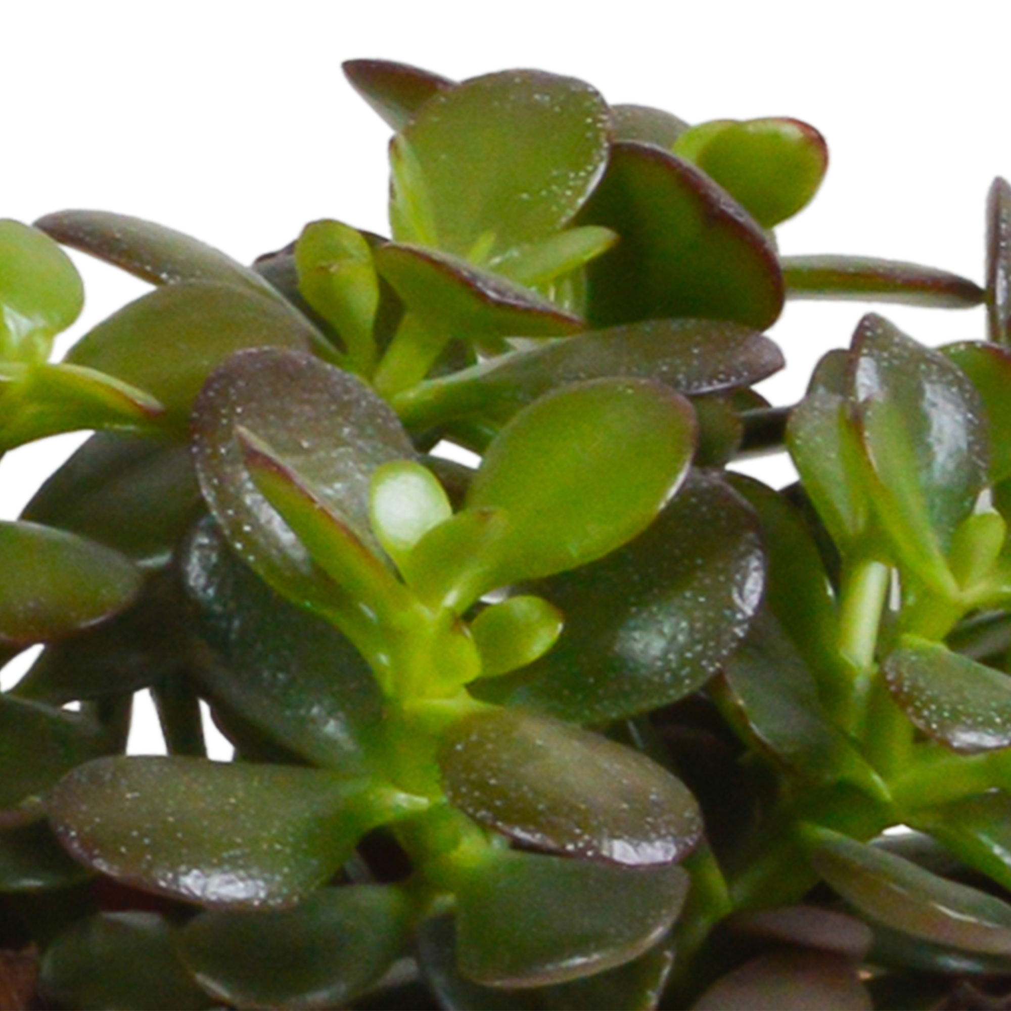 3x Mélange de crassulas - sans pot - Ø10,5cm - ↕21cm - Plantes d’intérieur - Image 5