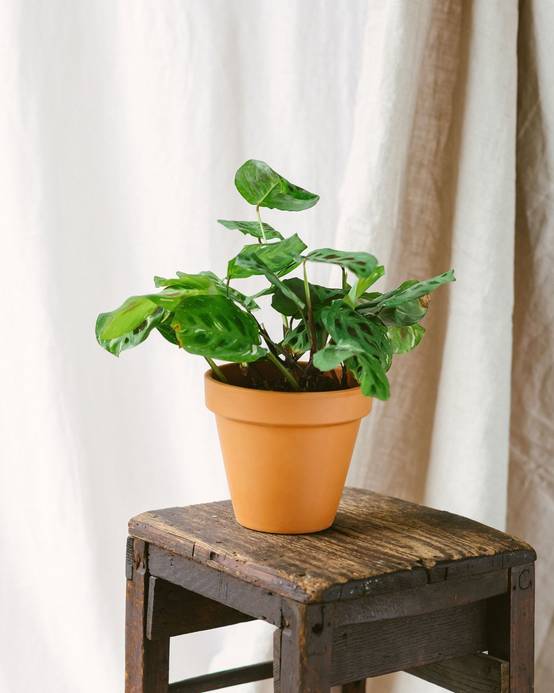 Maranta Variegata 30cm - Plante d'intérieur- La Green Touch - Image 2