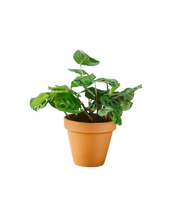 Maranta Variegata 30cm - Plante d'intérieur- La Green Touch - Image 1