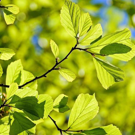 Parrotie de Perse, Parrotia - Pot de 1,5L - 20/50 cm - Image 1