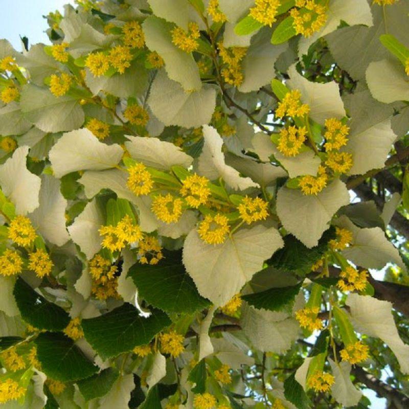 Tilleul argenté (Tilia tomentosa) - Godet - Taille 20/40cm - Pépinières Naudet