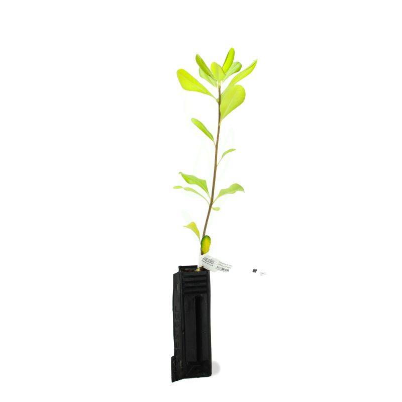 Pittospore de Chine (Pittosporum tobira) - Godet - Taille 20/40cm - Pépinières Naudet - Image 2
