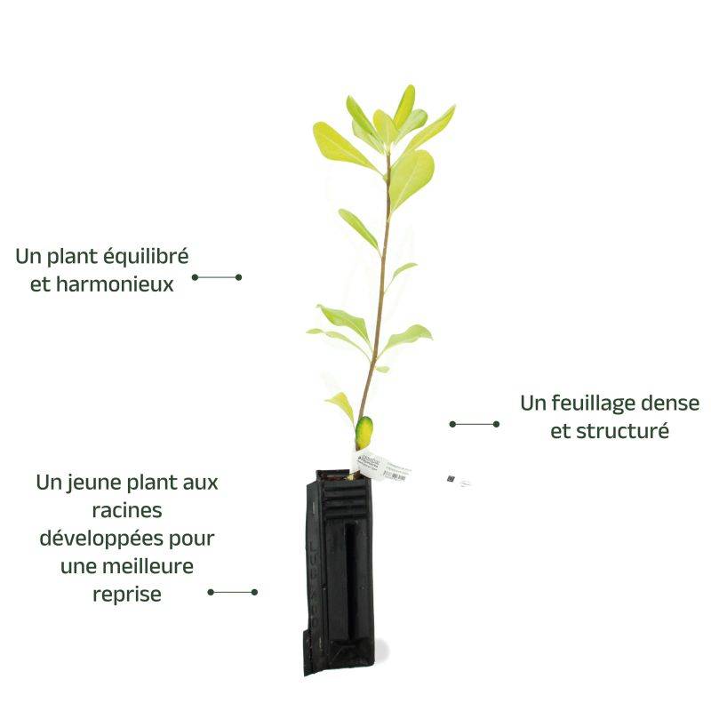 Pittospore de Chine (Pittosporum tobira) - Godet - Taille 20/40cm - Pépinières Naudet - Image 3