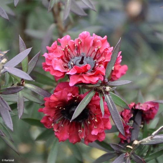 Leptospermum scoparium Crimson Glory - Arbre à thé de Nouvelle-Zélande Pot de 3L/4L - Image 1