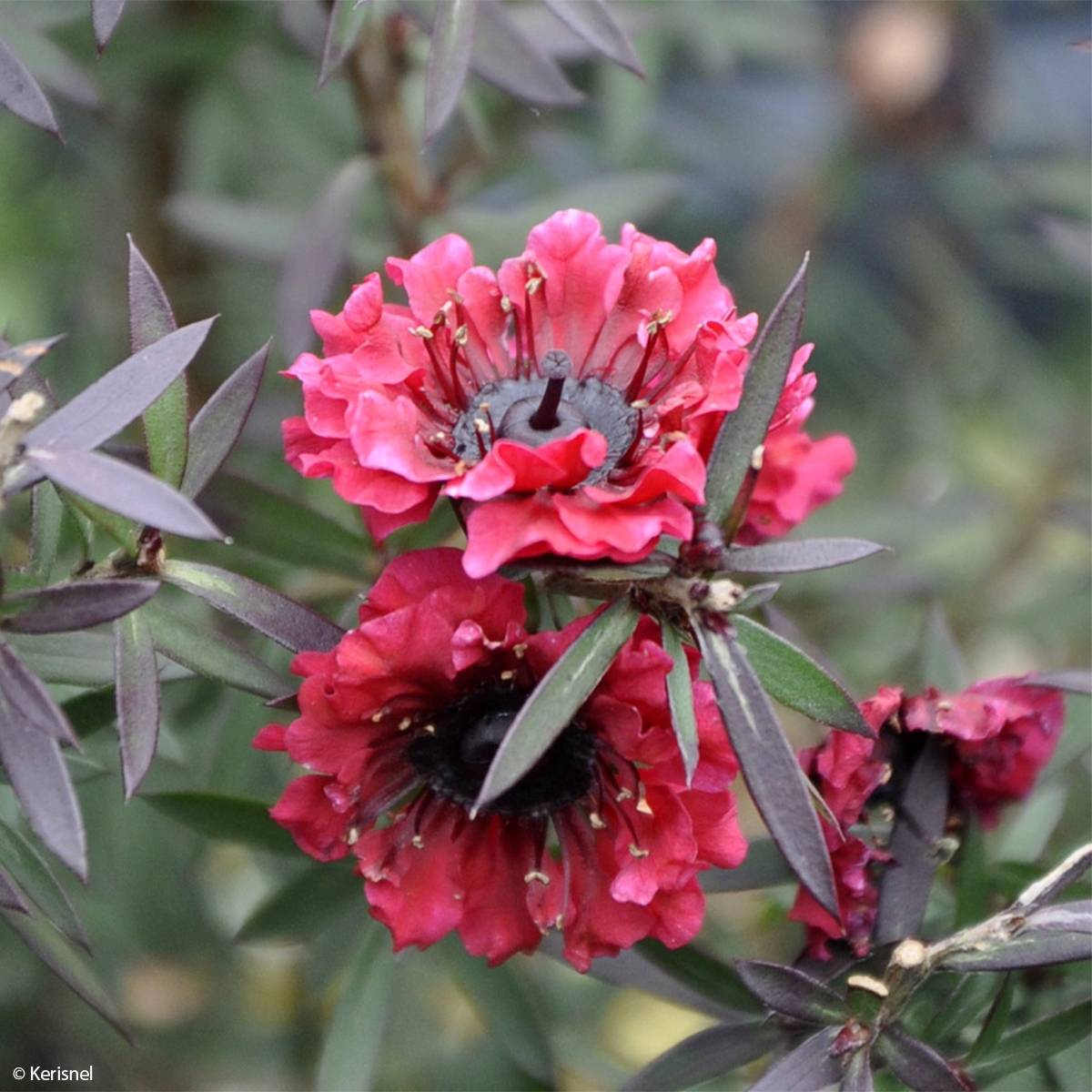 Leptospermum scoparium Crimson Glory - Arbre à thé de Nouvelle-Zélande Pot de 3L/4L - Image 1