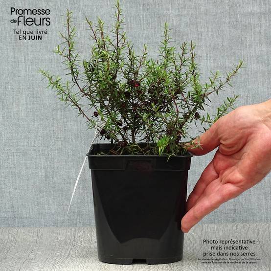 Leptospermum scoparium Crimson Glory - Arbre à thé de Nouvelle-Zélande Pot de 3L/4L - Image 2