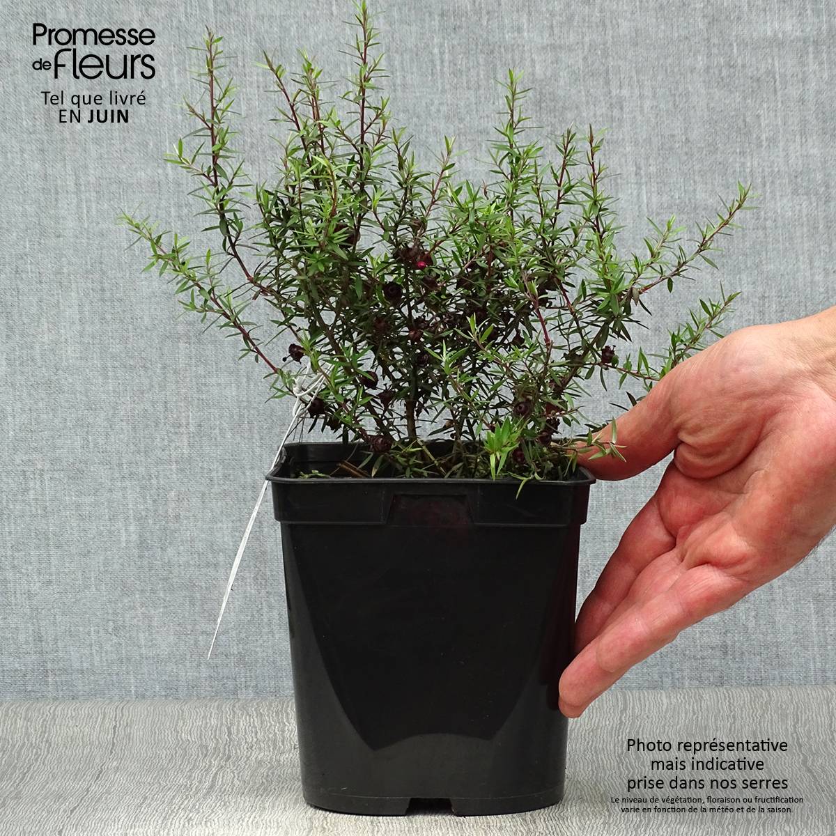 Leptospermum scoparium Crimson Glory - Arbre à thé de Nouvelle-Zélande Pot de 3L/4L - Image 2