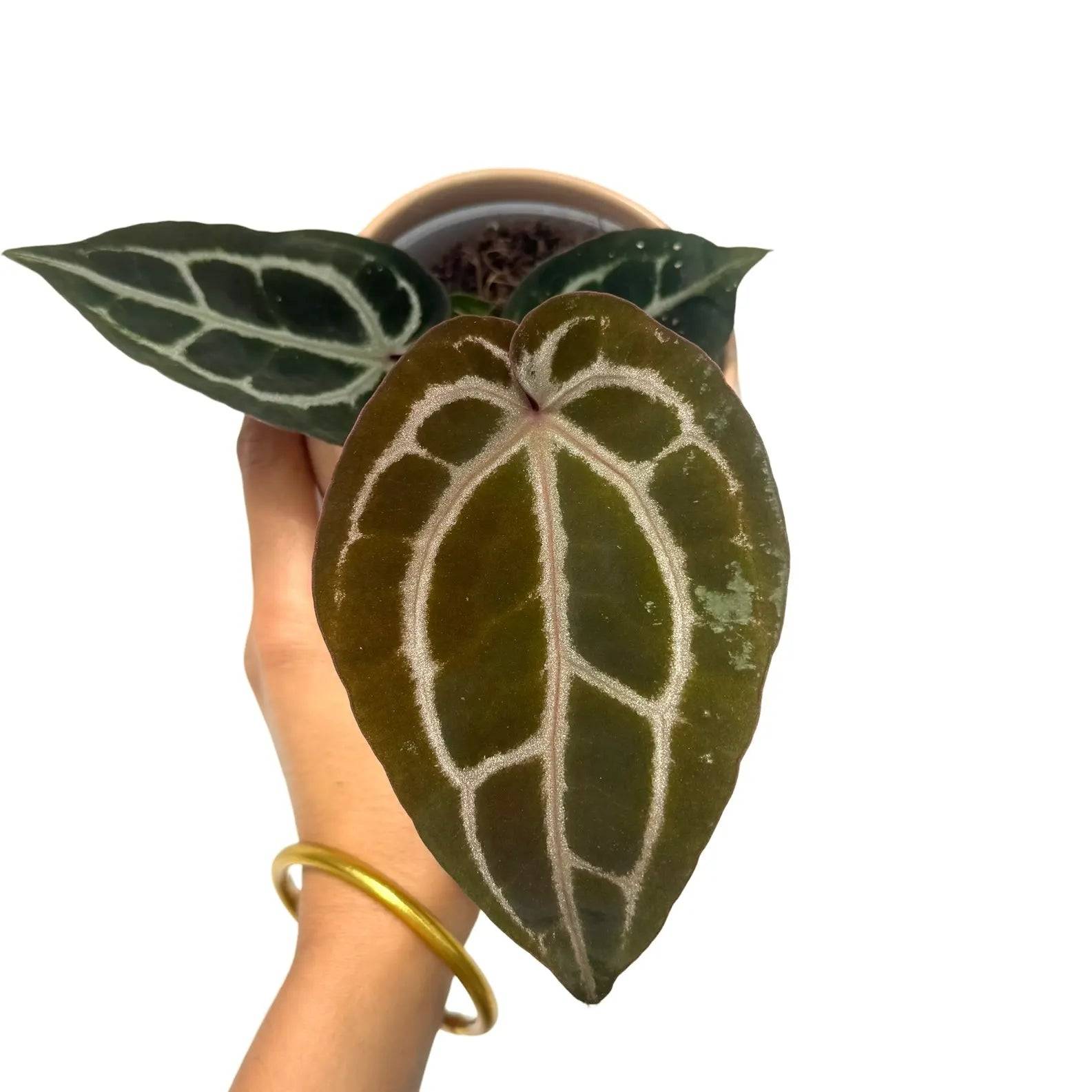 Anthurium 'Red Crystallinum' - Pot de 9cm - Plantes d'intérieur - Image 1