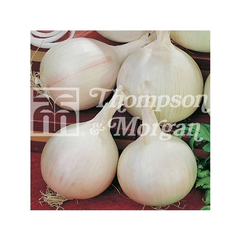 Oignon blanc Tonda Musona - Allium cepa le sachet de 600 graines environ (3g)