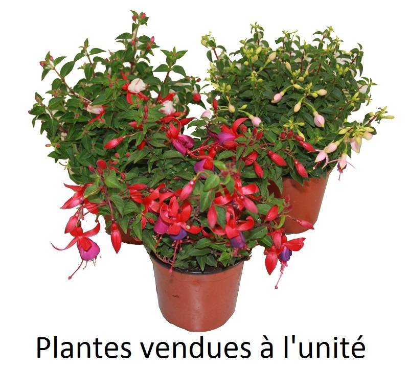 Fuchsia Pot 13 cm