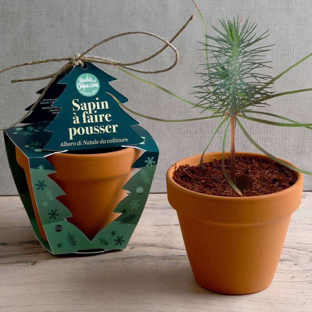 Radis et Capucine - Radis et Capucine - Pot en terre cuite - Noël - Epicéa - 8 cm - Image 2