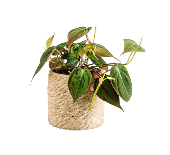 Philodendron Micans 15cm - Plante d'intérieur- La Green Touch - Image 1