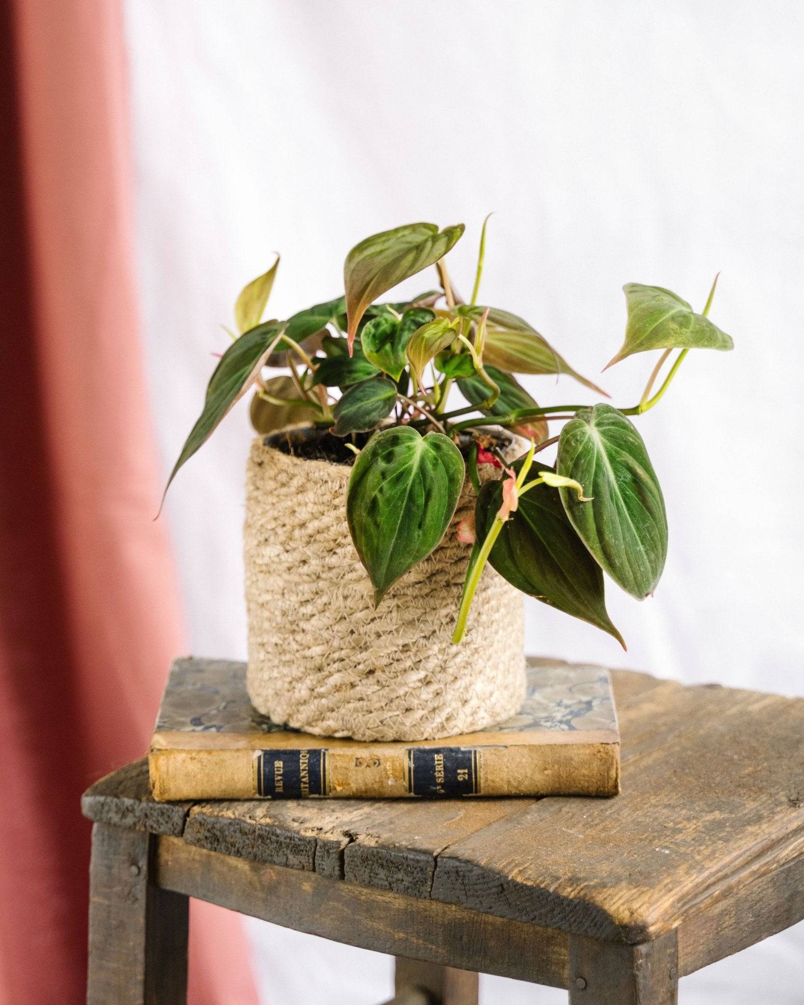 Philodendron Micans 15cm - Plante d'intérieur- La Green Touch - Image 2