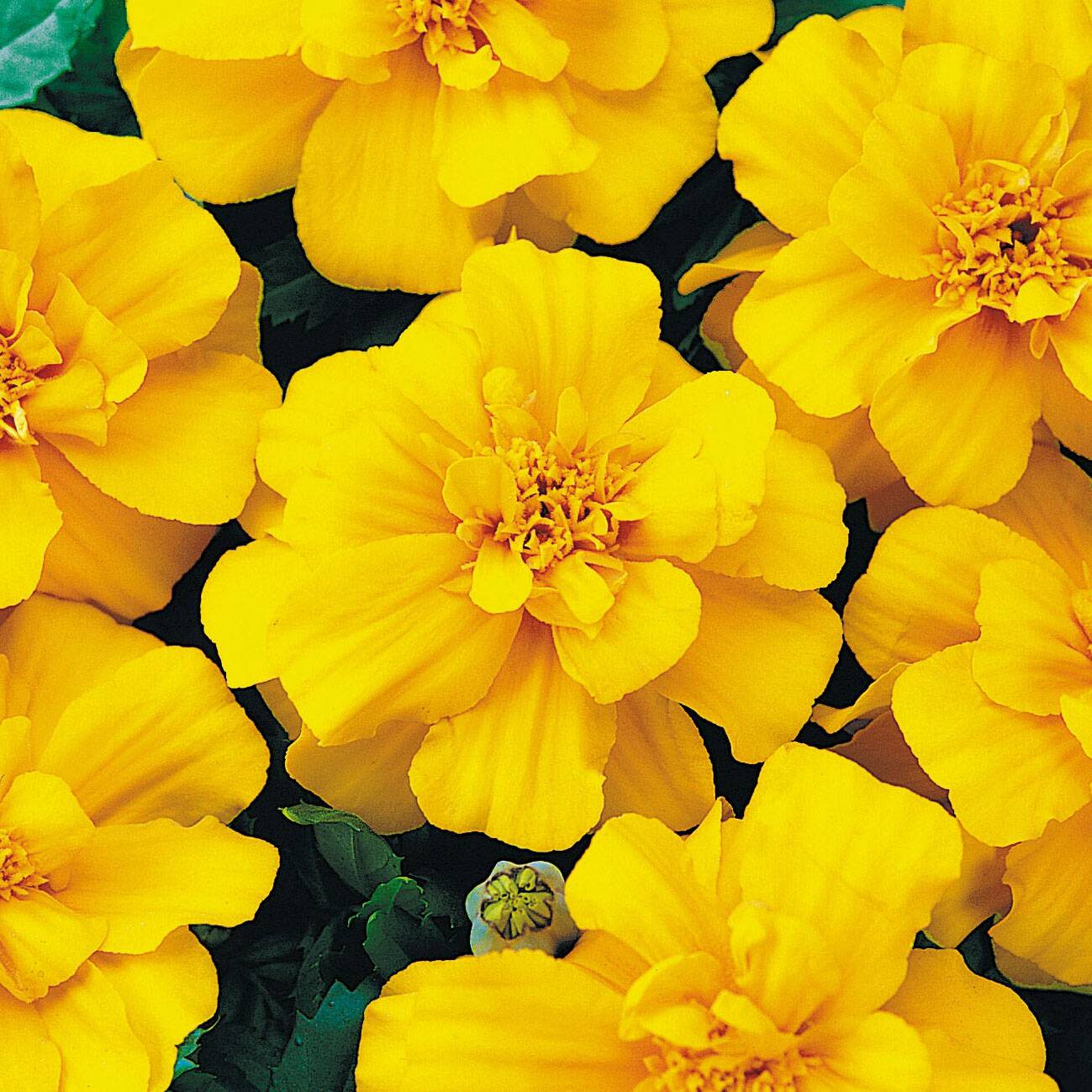 Oeillet d'Inde Durango Yellow Godet de 8/9 cm - Gamm vert