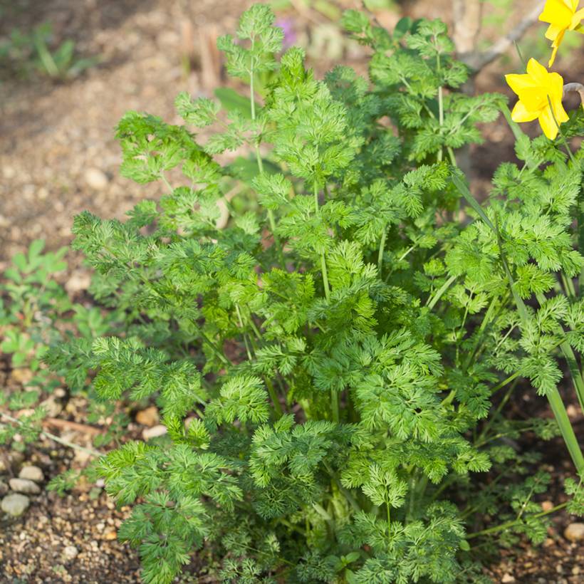 Promesse de Fleurs - Cerfeuil frisé le sachet de 1700 graines environ (5g)