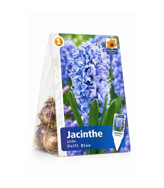 Jacinthe Delft Blue Sgaravatti 3 bulbes bleus, floraison printanière parfumée pour colorer massifs et jardinières - 617014 - Image 2
