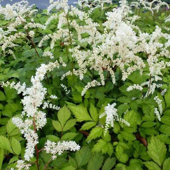 Astilbe Prof. van der Wielen Godet de 8/9 cm