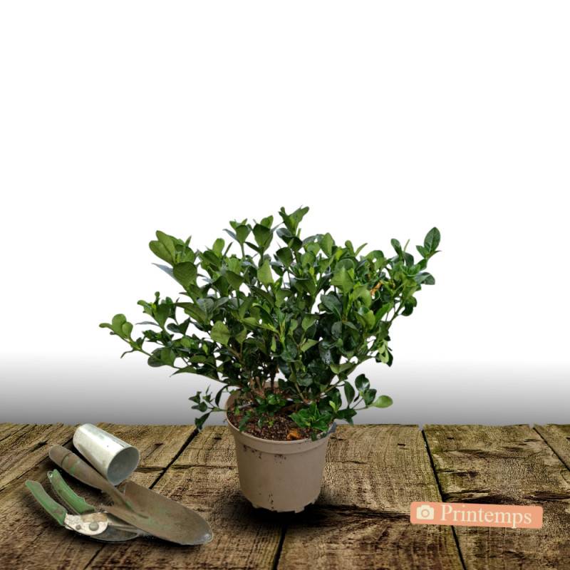 Gardenia Celestial Star® 'PS-2013-4', Gardénia, Jasmin du Cap à fleurs Blanche - feuillage Persistant - Pot de 4L - 40/60 cm-  hauteur à maturité De 0 - Image 5