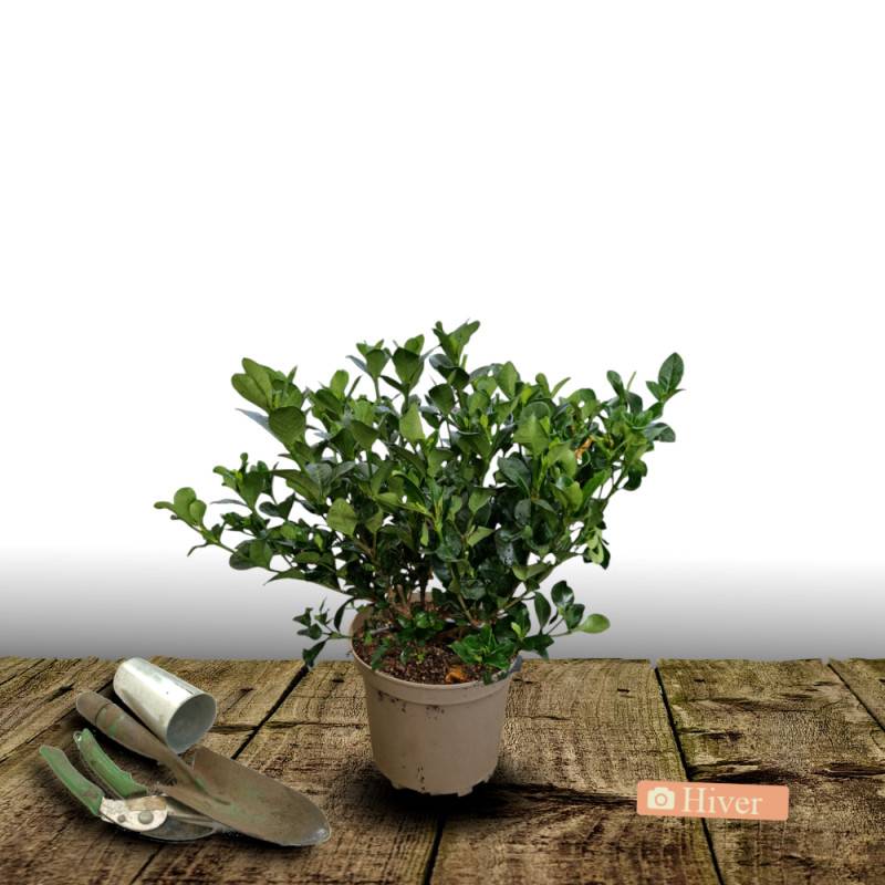 Gardenia Celestial Star® 'PS-2013-4', Gardénia, Jasmin du Cap à fleurs Blanche - feuillage Persistant - Pot de 4L - 40/60 cm-  hauteur à maturité De 0 - Image 4