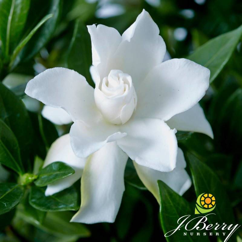 Gardenia Celestial Star® 'PS-2013-4', Gardénia, Jasmin du Cap à fleurs Blanche - feuillage Persistant - Pot de 4L - 40/60 cm-  hauteur à maturité De 0 - Image 1