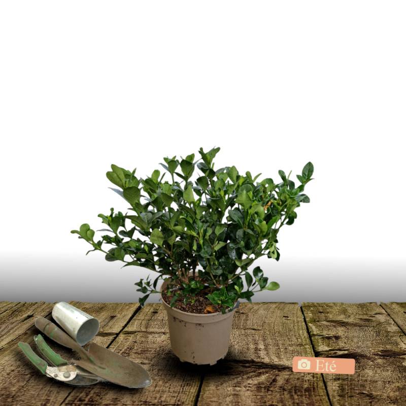 Gardenia Celestial Star® 'PS-2013-4', Gardénia, Jasmin du Cap à fleurs Blanche - feuillage Persistant - Pot de 4L - 40/60 cm-  hauteur à maturité De 0 - Image 3