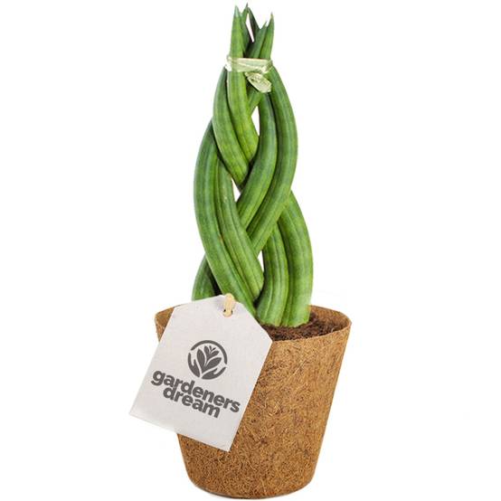 Gardenersdream - Sansevieria Tressé Twister De 30 À 40 Cm En Pot | Superbe Plante D'Intérieur Pour La Maison Ou Le Bureau - GardenersDream - Image 1
