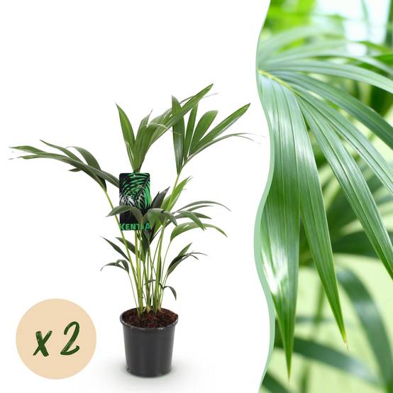 Palmier Kentia - Howea forsteriana - lot de 2 - Ø17cm - ↕75cm - Plantes d’intérieur - Image 1