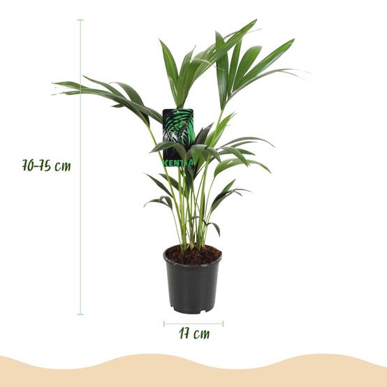 Palmier Kentia - Howea forsteriana - lot de 2 - Ø17cm - ↕75cm - Plantes d’intérieur - Image 3