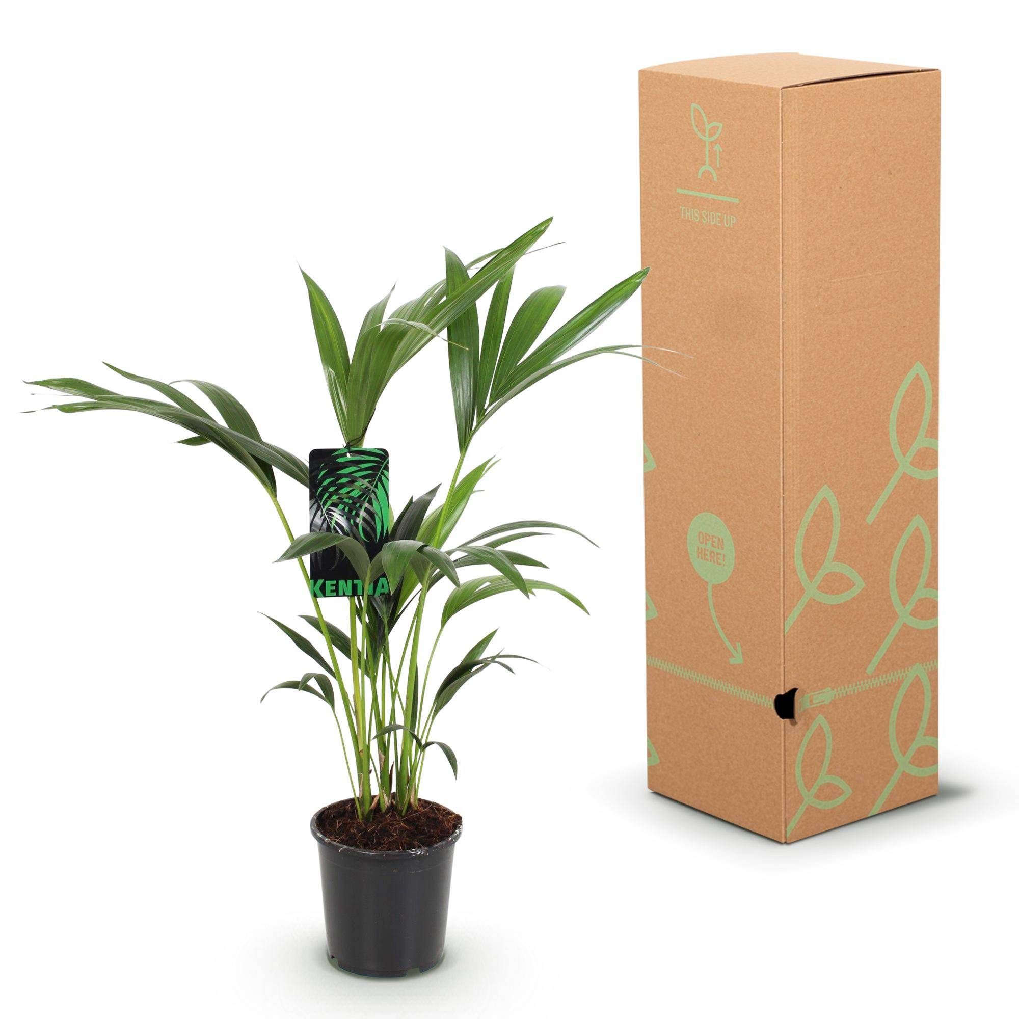 Palmier Kentia - Howea forsteriana - lot de 2 - Ø17cm - ↕75cm - Plantes d’intérieur - Image 6