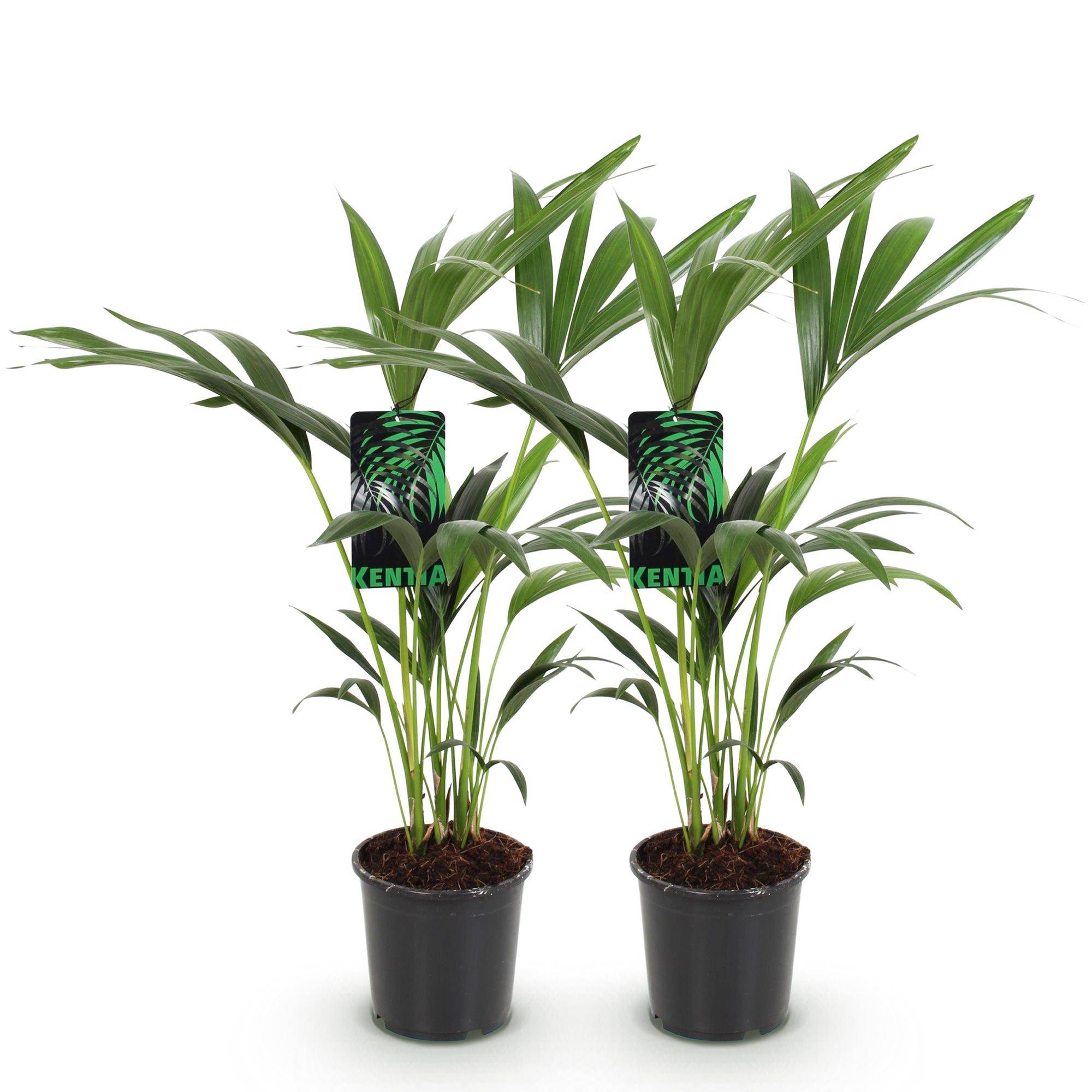 Palmier Kentia - Howea forsteriana - lot de 2 - Ø17cm - ↕75cm - Plantes d’intérieur - Image 2