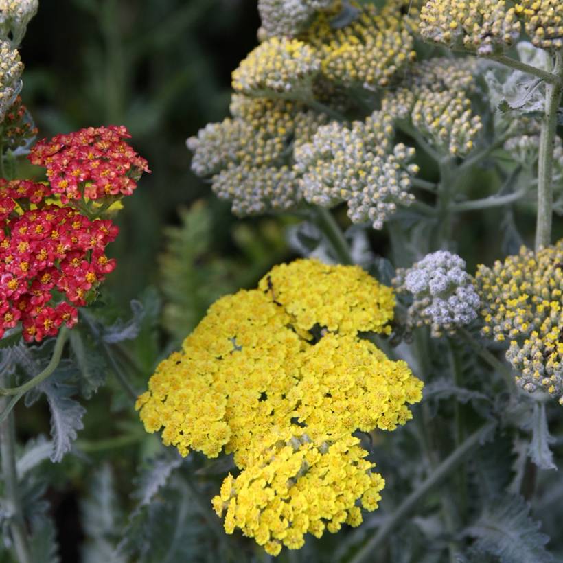 Promesse de Fleurs - Achillea hybride Little Moonshine Godet de 8/9 cm