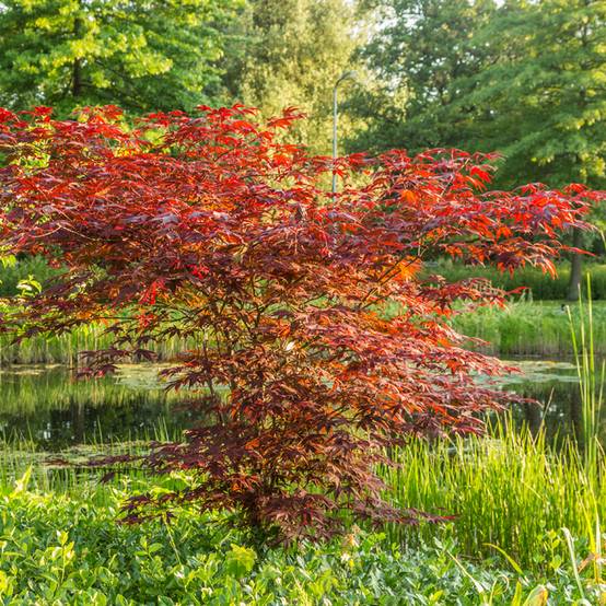 Graines d'Erable du Japon - Acer palmatum Atropurpureum le sachet de 30 graines environ (0,6g)