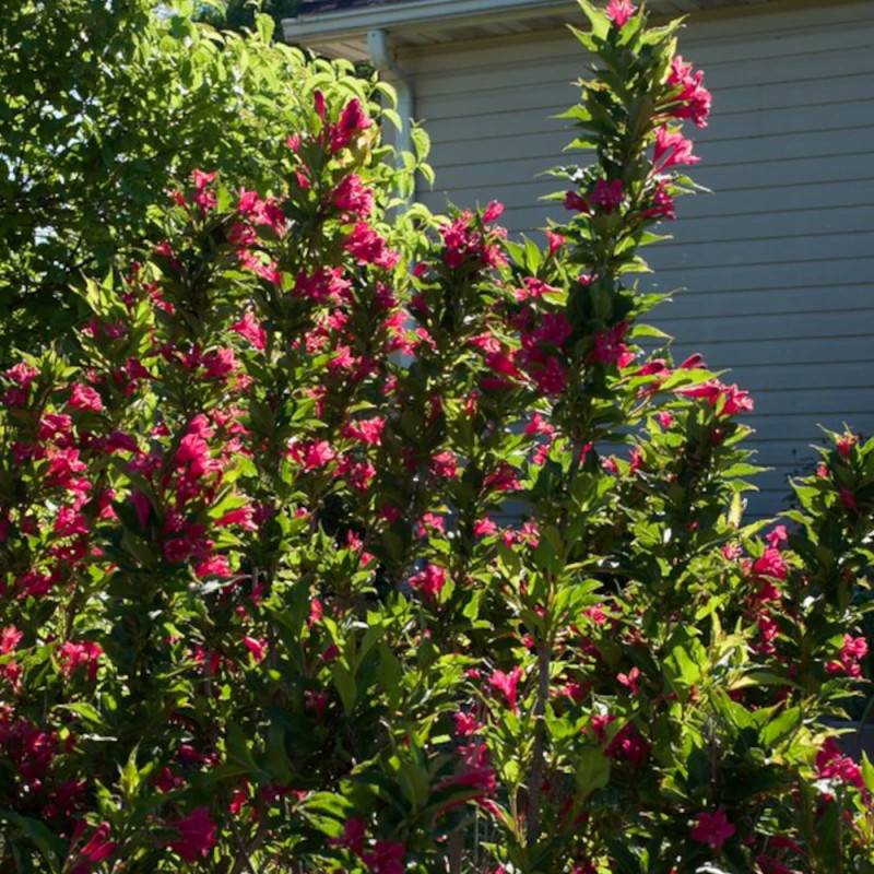 Weigela Red Prince, Weigelia à fleurs Rouge - feuillage Caduc - Pot de 7,5L - 60/80 cm-  hauteur à maturité De 1,50 m à 2,00 m - Image 4