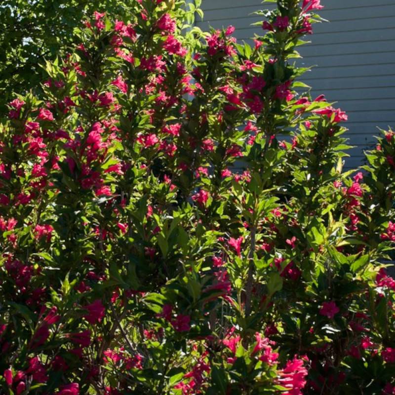 Weigela Red Prince, Weigelia à fleurs Rouge - feuillage Caduc - Pot de 7,5L - 60/80 cm- hauteur à maturité De 1,50 m à 2,00 m - Image 3