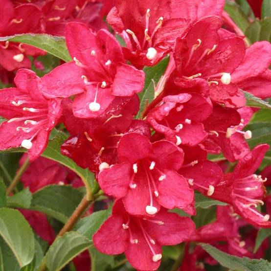 Weigela Red Prince, Weigelia à fleurs Rouge - feuillage Caduc - Pot de 7,5L - 60/80 cm- hauteur à maturité De 1,50 m à 2,00 m - Image 1
