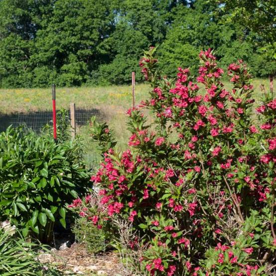 Weigela Red Prince, Weigelia à fleurs Rouge - feuillage Caduc - Pot de 7,5L - 60/80 cm- hauteur à maturité De 1,50 m à 2,00 m - Image 5
