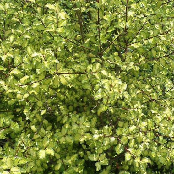 Pittosporum Abbotsbury Gold, Pittospore - Pot de 7,5L - 60/80 cm - Image 2
